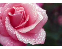 Güllerin Dünyasında Güzel Kokular: Bahçenizde Güller İçin Bakım Önerileri