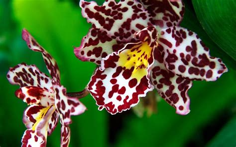 Egzotik Bir Atmosfer Yaratın: Orkide Türlerinden Vanilya Orkidesi Yetiştirme Rehberi