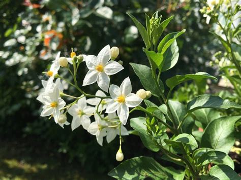 Beyazın Masalsı Dünyası: Yasemin Çiçeğinin Büyüleyici Beyaz Güzelliği Ve Bakımı Hakkında İpuçları