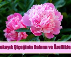 Renk Cümbüşü Bahçenizde: Şakayık Çiçeğinin Bakımı Ve Güzel Çiçekler Elde Etme Yöntemleri