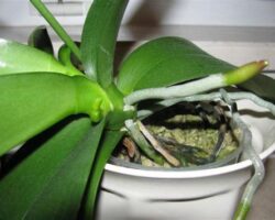 Exotic Bir Hava Katın: Orkide Çiçeği Yetiştirme Ve Bakımı