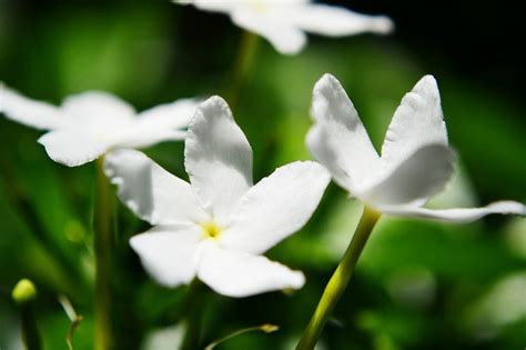 Tomurcukları Açan Şans: Yasemin Bitkisinin Bakımı Ve Çiçek Açma Süreci