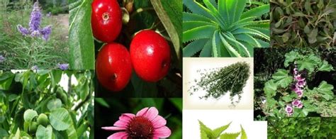 Şifalı Bitkilerin Kanserle Mücadelede Rolü
