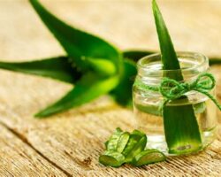 Şifa Kaynağı Bitki: Aloe Vera’nın Sağlık Faydaları Ve Bakımı