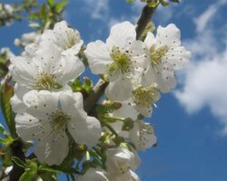 Yılın Her Mevsimi Çiçeklerle Dolu: Meyve Ağaçlarının Çiçek Açma Süreci Ve Bakımı