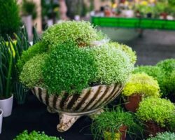 Bakımı Kolay Bitkiler ve Şifalı Etkileri: Bahçenizi Renklendirin