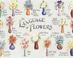 Çiçeklerin Dili: Bitkilerin İletişim Gücünü Keşfedin