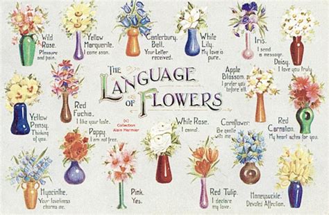 Çiçeklerin Dili: Bitkilerin İletişim Gücünü Keşfedin