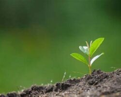 Sağlıklı Toprak, Sağlıklı Bitkiler: Organik Tarımın Önemi