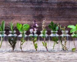 Evde Kendi Eczanenizi Oluşturun: Şifalı Bitkilerle Sağlığınıza Yatırım Yapın