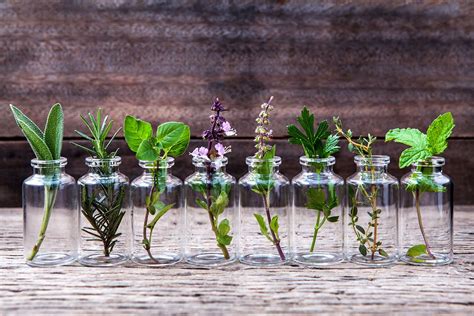 Evde Kendi Eczanenizi Oluşturun: Şifalı Bitkilerle Sağlığınıza Yatırım Yapın
