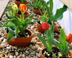 Göz Kamaştıran Bahçeniz için İpuçları: Çiçek Bakımında Uzmanlaşın