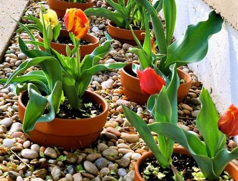 Göz Kamaştıran Bahçeniz için İpuçları: Çiçek Bakımında Uzmanlaşın