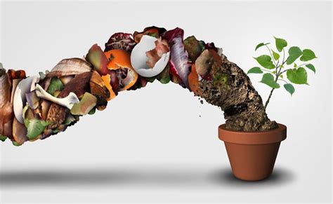 Organik Ürünlerde Etik Alışveriş: Sürdürülebilir Tarımın Önemi