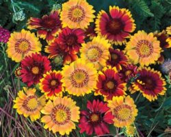 Çiçeklerin Zamansız Kucaklaşması: Her Mevsim Bahçenizde Renk Cümbüşü