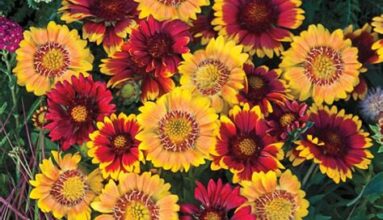 Çiçeklerin Zamansız Kucaklaşması: Her Mevsim Bahçenizde Renk Cümbüşü
