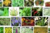 Şifalı Bitkilerin Kullanımıyla İlgili Uzman Görüşleri