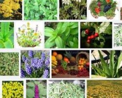 Şifalı Bitkilerin Faydaları ve Kullanım Alanları