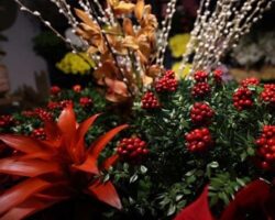 Evinize Festivalleri Taşıyan Kokina: Yılbaşı Çiçeğinin Büyüleyici Dünyası