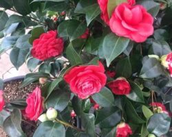 Kamelya Çiçeği ile Zarif Dokunuşlar: Evinizde Asil Güzellikler