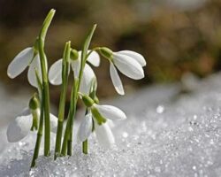 Karların Güzeli Kardelen: Kışın Ortasında Açan Bahar